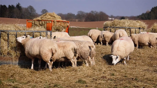 Sheep Eating HayRings 800w