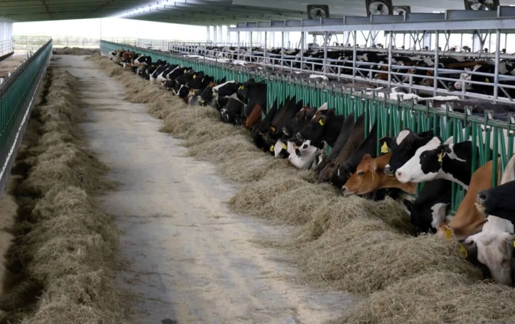 indoor cattle 1024x645 1