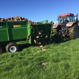 Comby PR Feeding out a load of Fodder beet