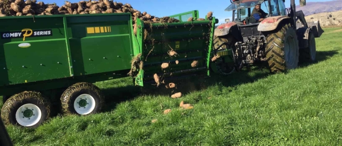 Combi Feeders Feeding out a load of Fodder beet