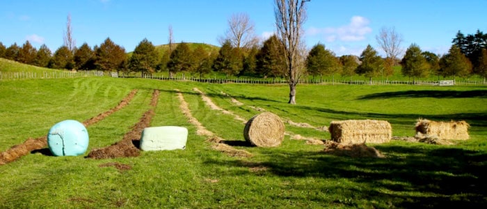 Feeds out any bale_bales fed in windrows