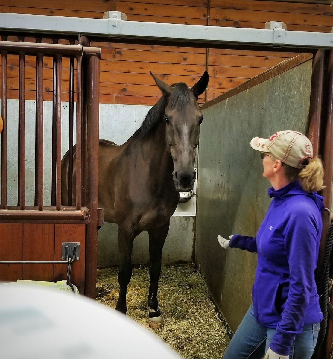 Ash-Bren-Equine.jpg