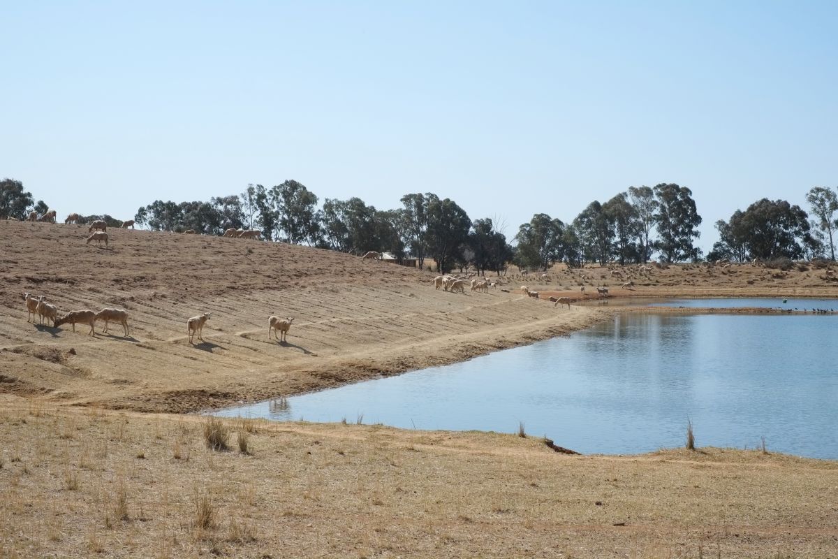 Luke Carr_dry conditions Comobella_Sept 2017.jpg