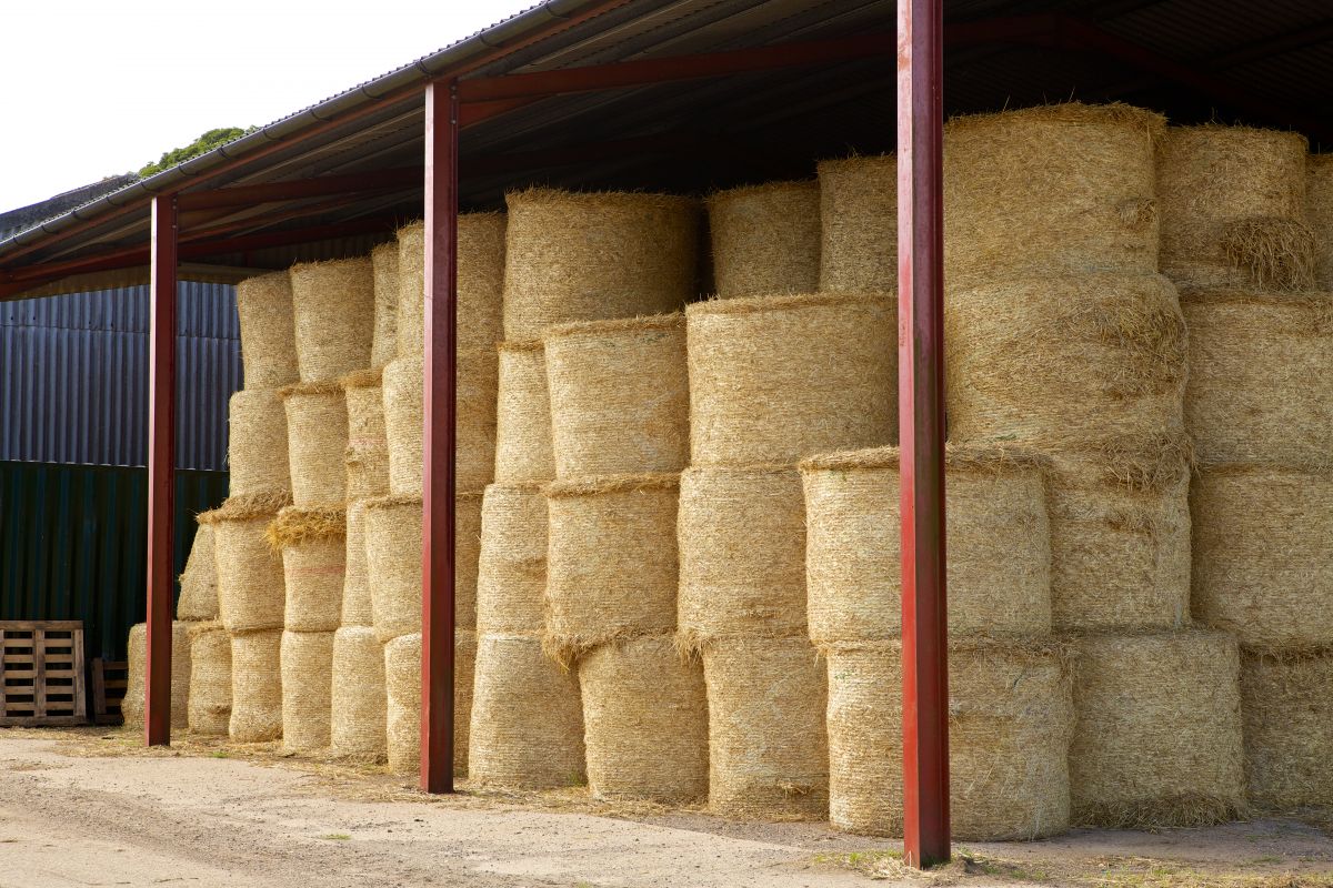 round bales in barn.jpg