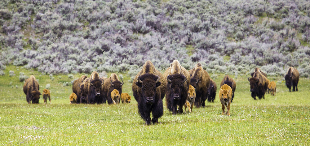 buffalo herd