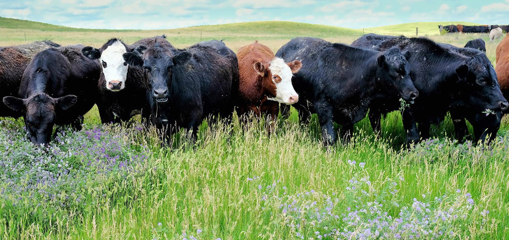 Cows grazing