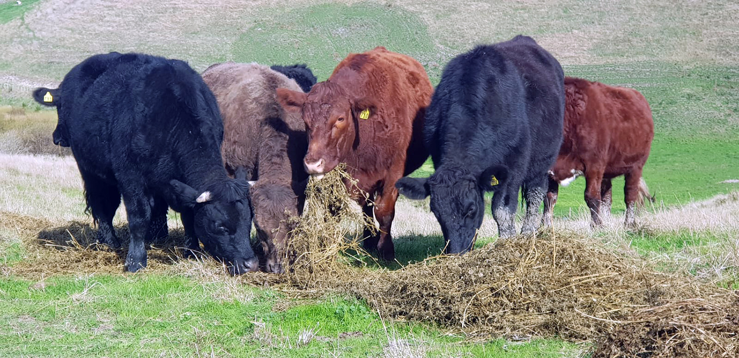Cows eating hay - Hustler Equipment©