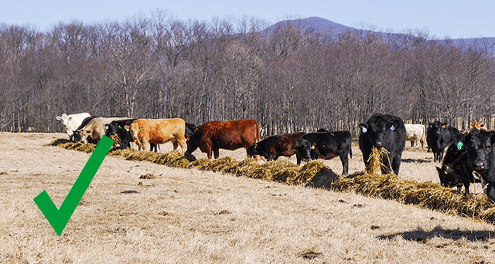 hay buffet