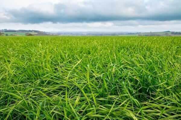 hustler fertiliser pasture management grass horizon