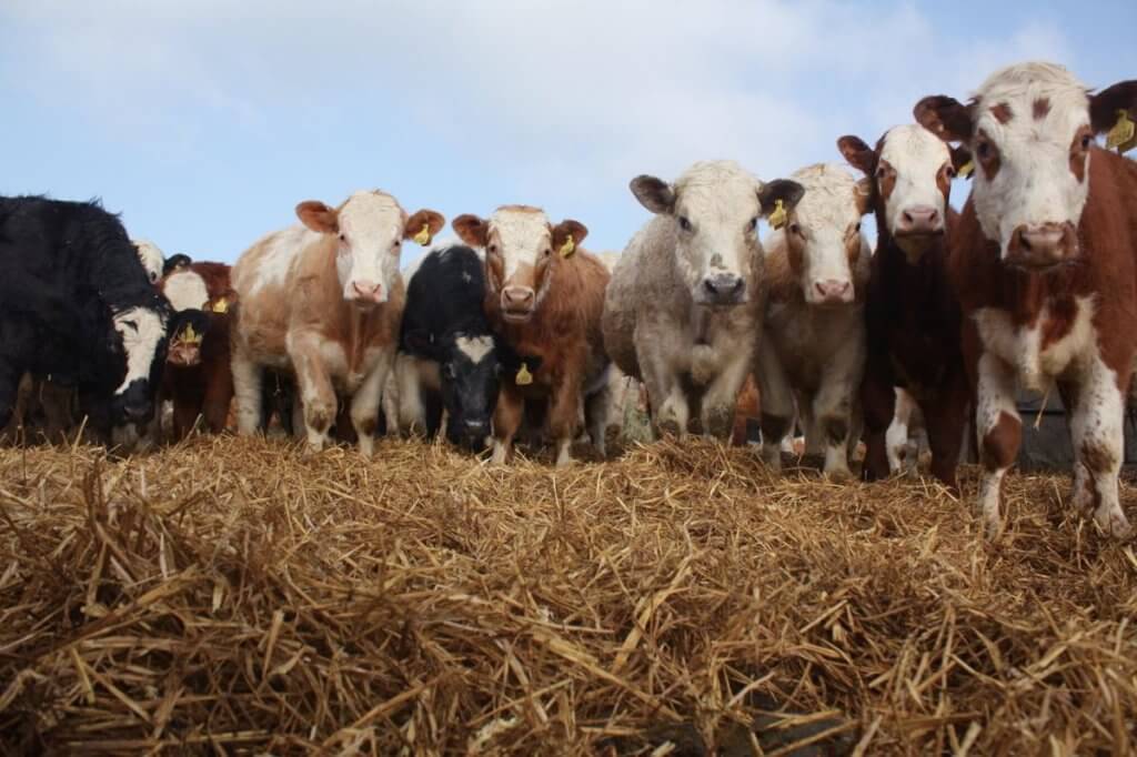cows eating straw