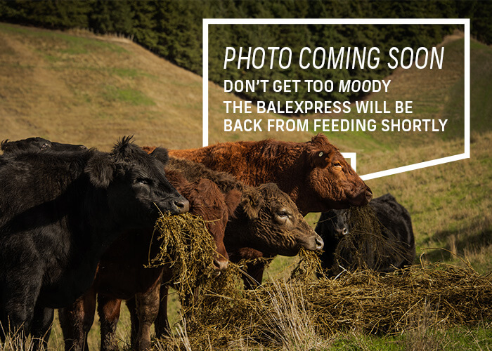 photo coming soon
