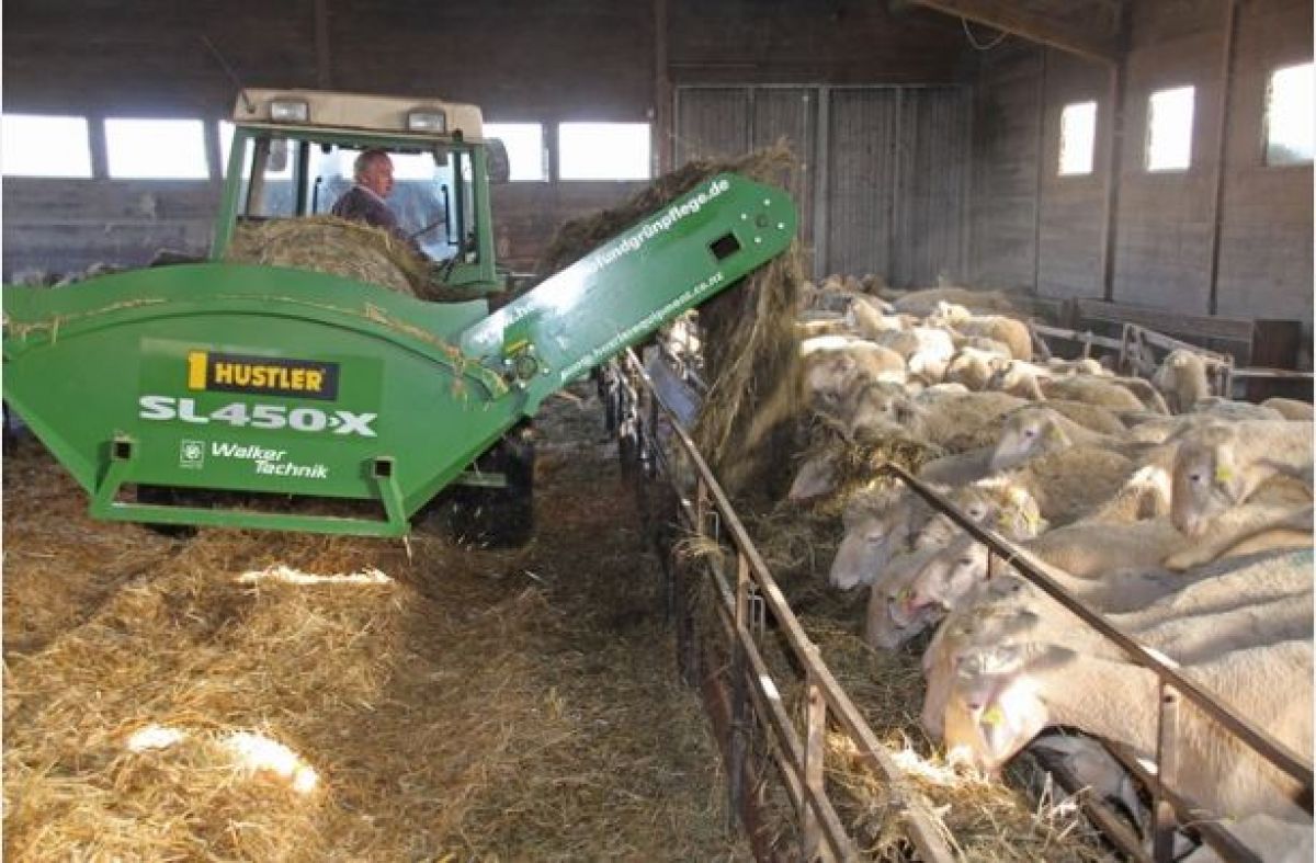 german sheep farmer2