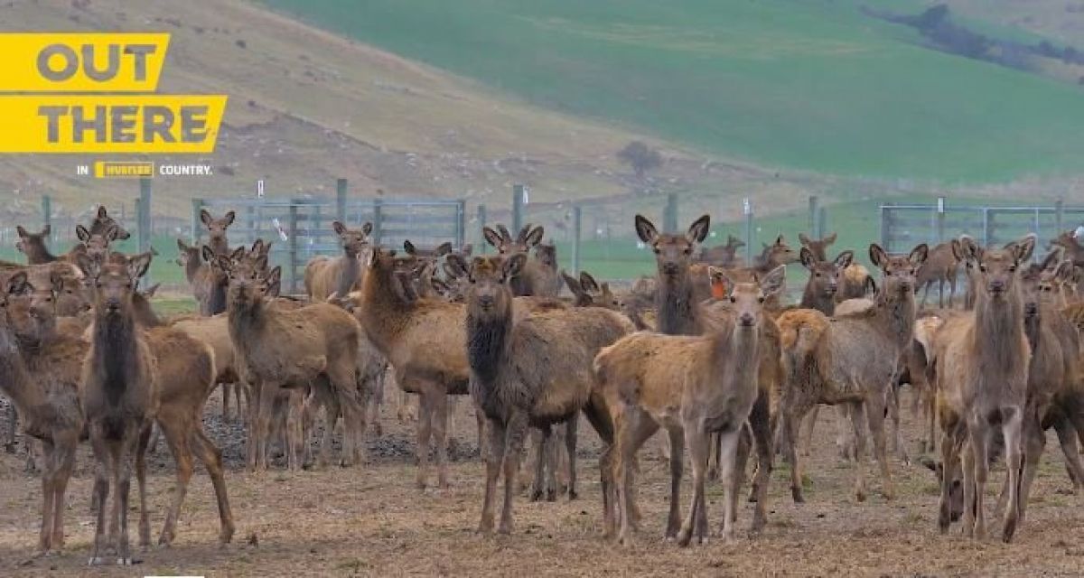 Deer at awakino station