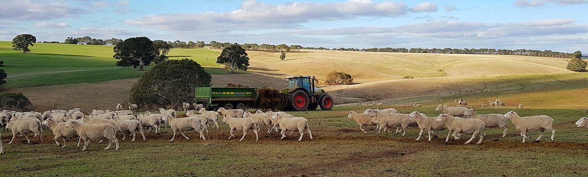 feeding silage to lambs with a super comby EX