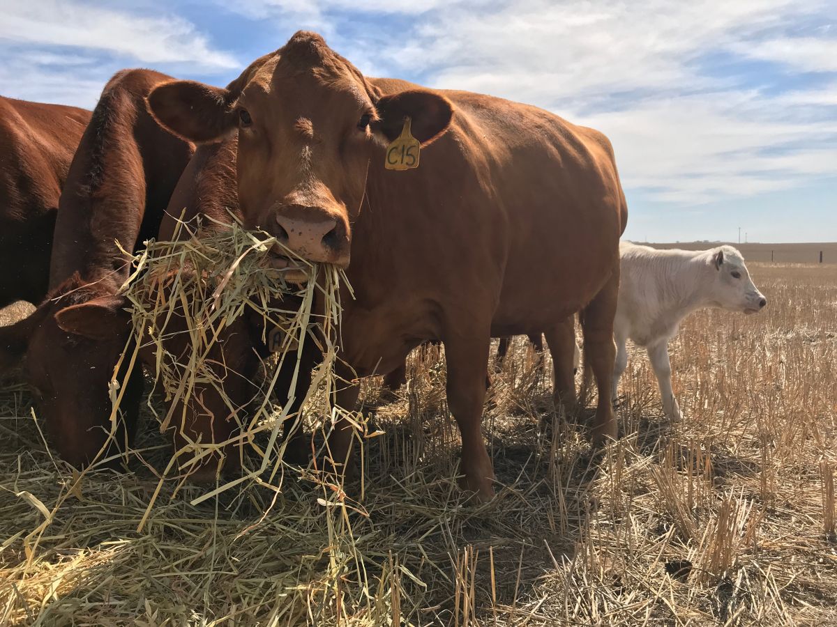 Ashley Rowe_Ardrossan_Feeding 1_Mar 18