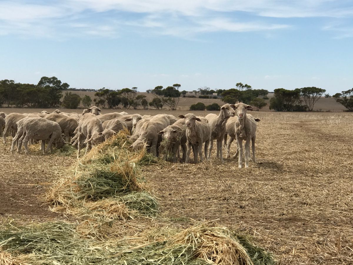 Ashley Rowe_Ardrossan_Sheep 1_Mar 18