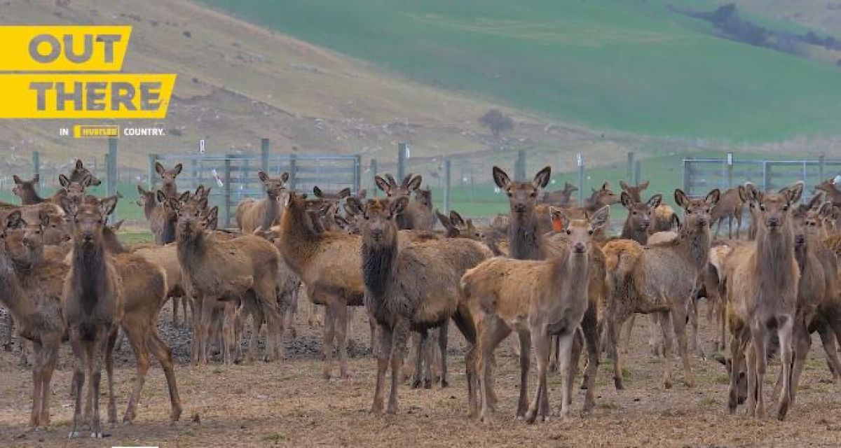 Deer at awakino station