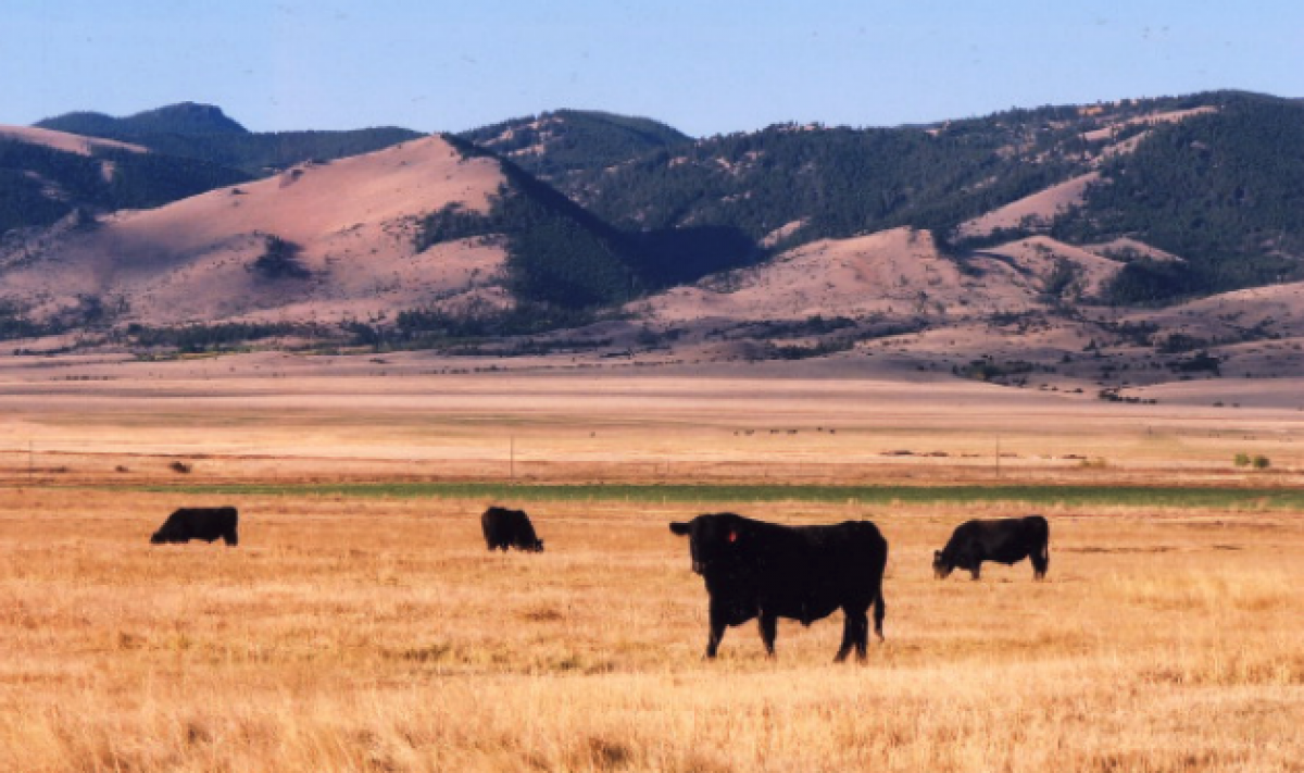 Mulvey Gulch Ranch - Angus