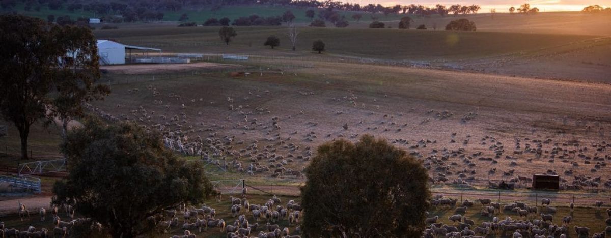 Oxton-Park-Inline-Sheep-Sunset-o54uixoinwnv442fx3h4li85v9yy5xlwj8aml2ydnk