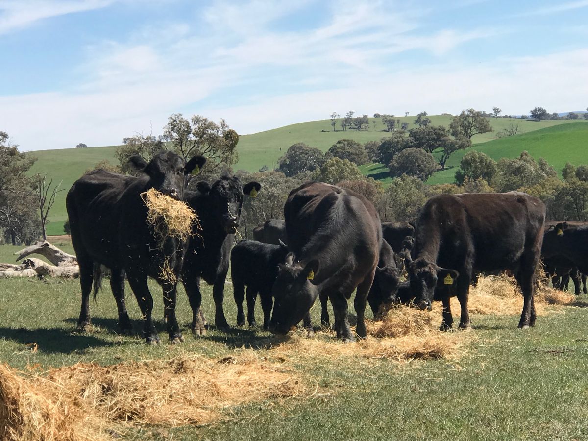 Peter Russell_Cattle feeding_SC