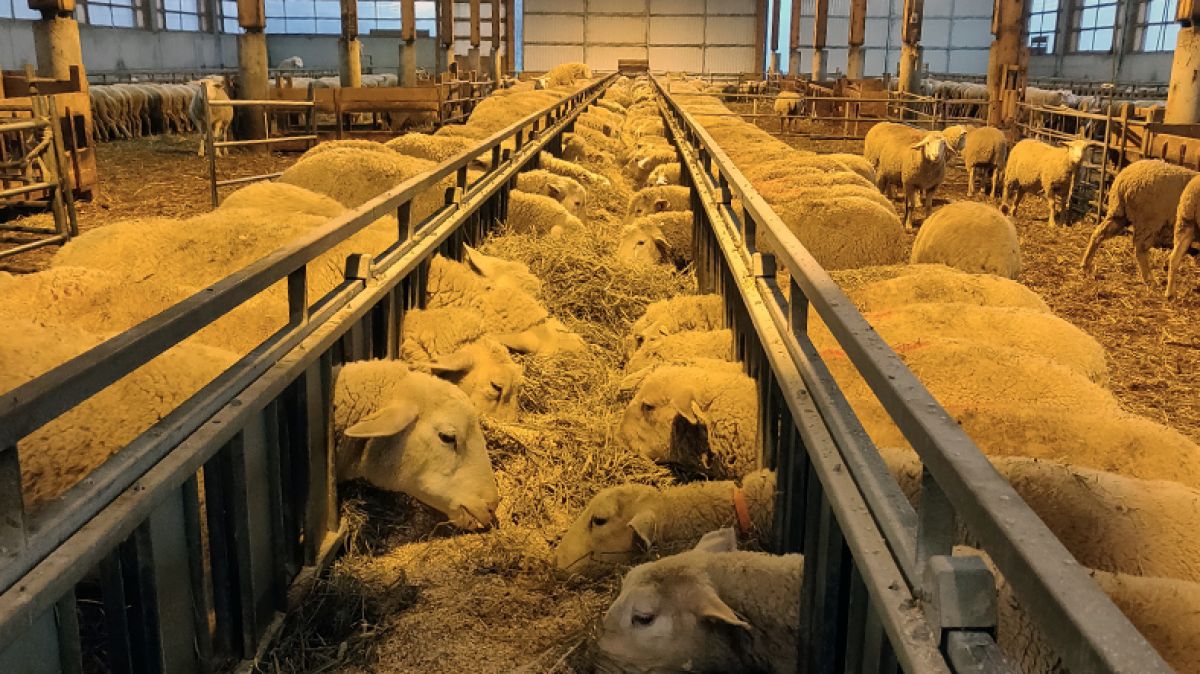 david-barban-hustler-derouleuse-sans-chaine-moutons-bergerie (3)